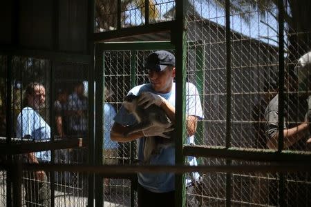 A member of FOUR PAWS International team returns a monkey to its enclosure after receiving treatment at a zoo in Khan Younis in the southern Gaza Strip June 10, 2016. REUTERS/Ibraheem Abu Mustafa/Files