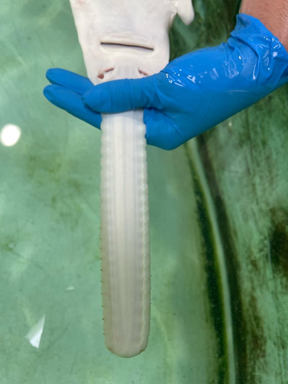 Sawfishes get their name from their distinct rostrum - a long, flat snout edged with teeth - that looks like a saw.