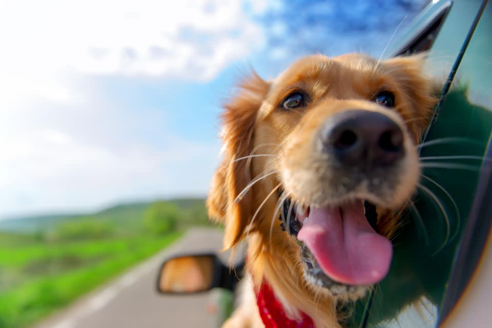 Taking your dog with you is less stress for you both. Photo: Getty