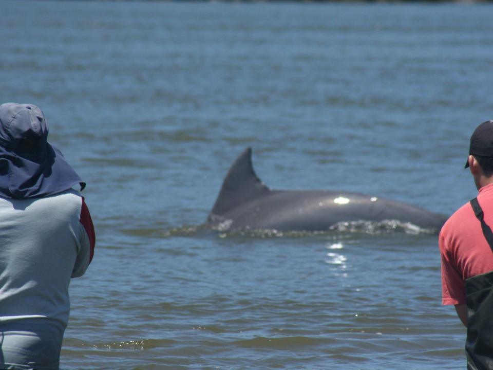 the arched back of a dolphin is seen in water, close to two fishermen.