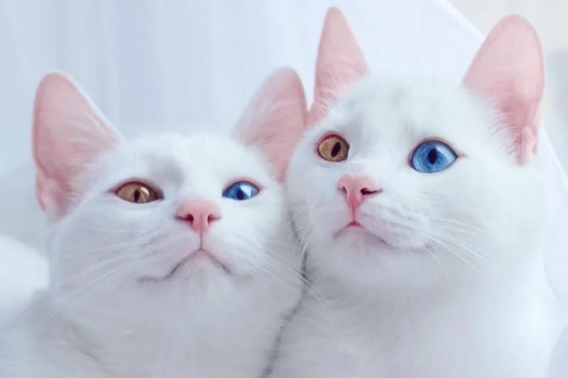 ▲白貓雙胞胎宛如天使，黃、藍異瞳超吸睛，網友大讚：「難以置信的美麗！」（圖／Instagram：sis.twins） 