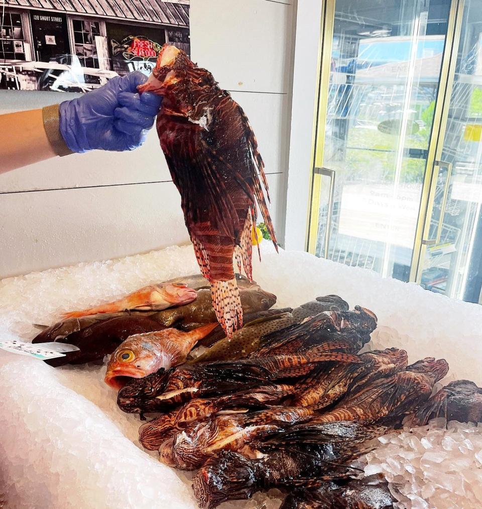 Motts Channel Seafood in Wrightsville Beach often sells lionfish whole or cleaned and fileted.