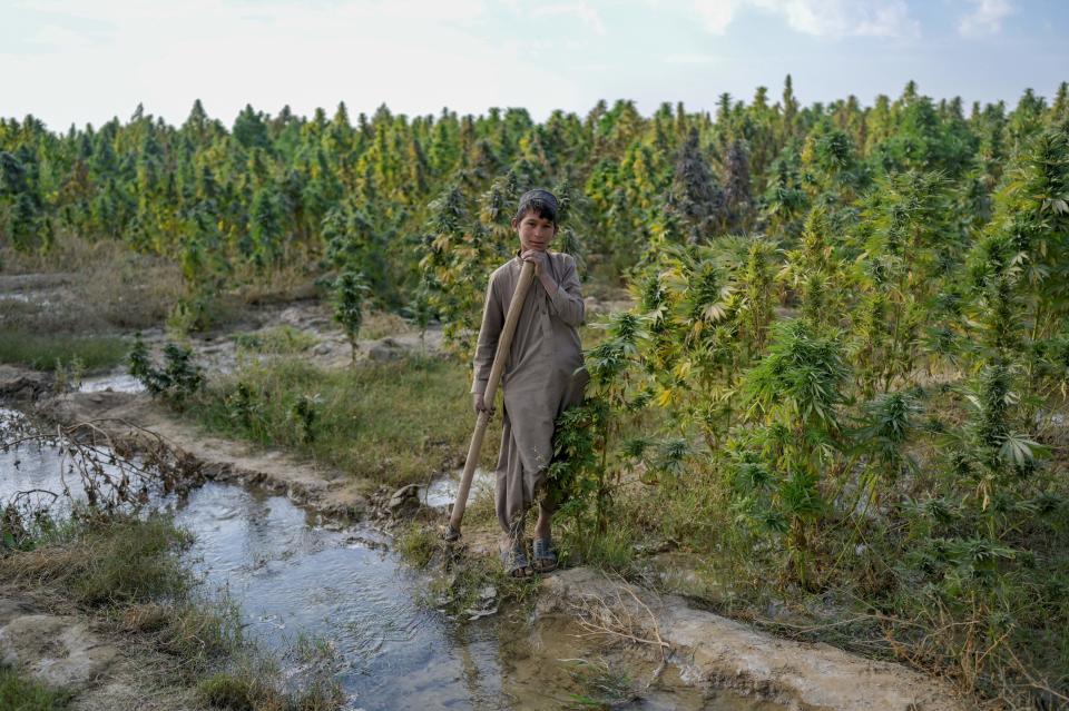 In this photograph taken on October 28, 2021, a boy works in a cannabis field on the outskirts of Kandahar. Afghanistan's new Taliban authorities swear they plan to crack down on the illicit drugs trade that largely fuelled their successful revolt. (Source: Getty)