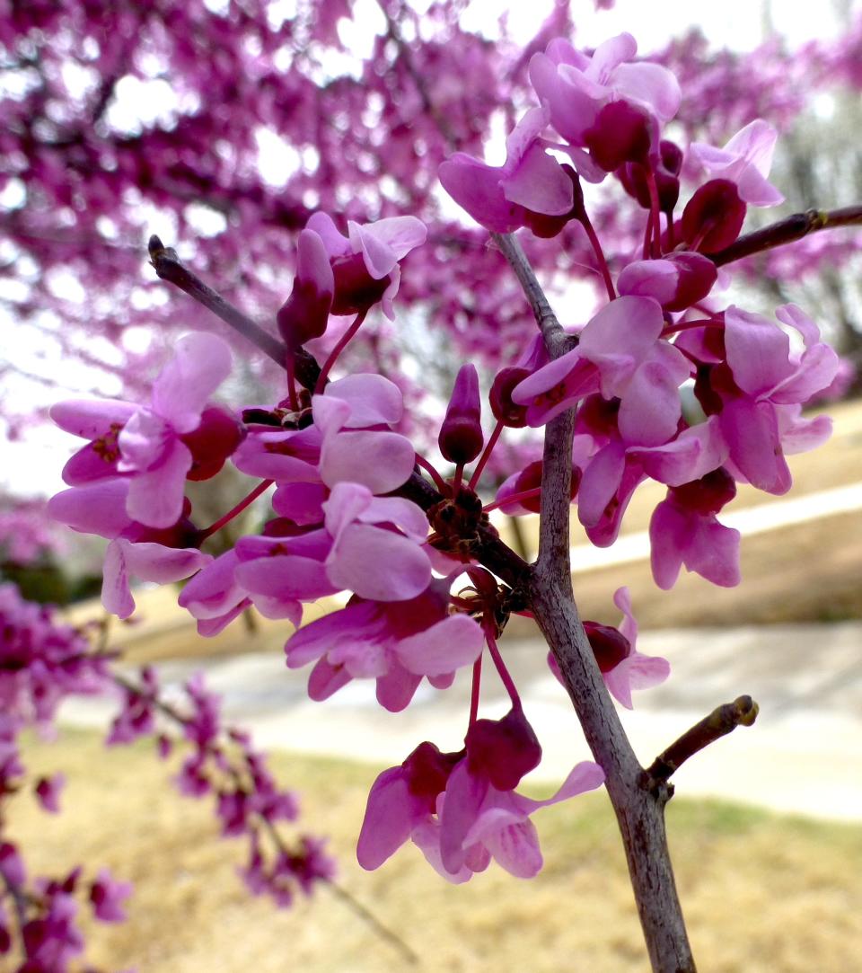 Redbuds in full bloom add sparkle to drab early spring landscapes. Blooms are clusters of pinkish, magenta or fuchsia colored, individual pea-shaped flowers that are a source of nectar for early butterflies, bees, and hummingbirds.