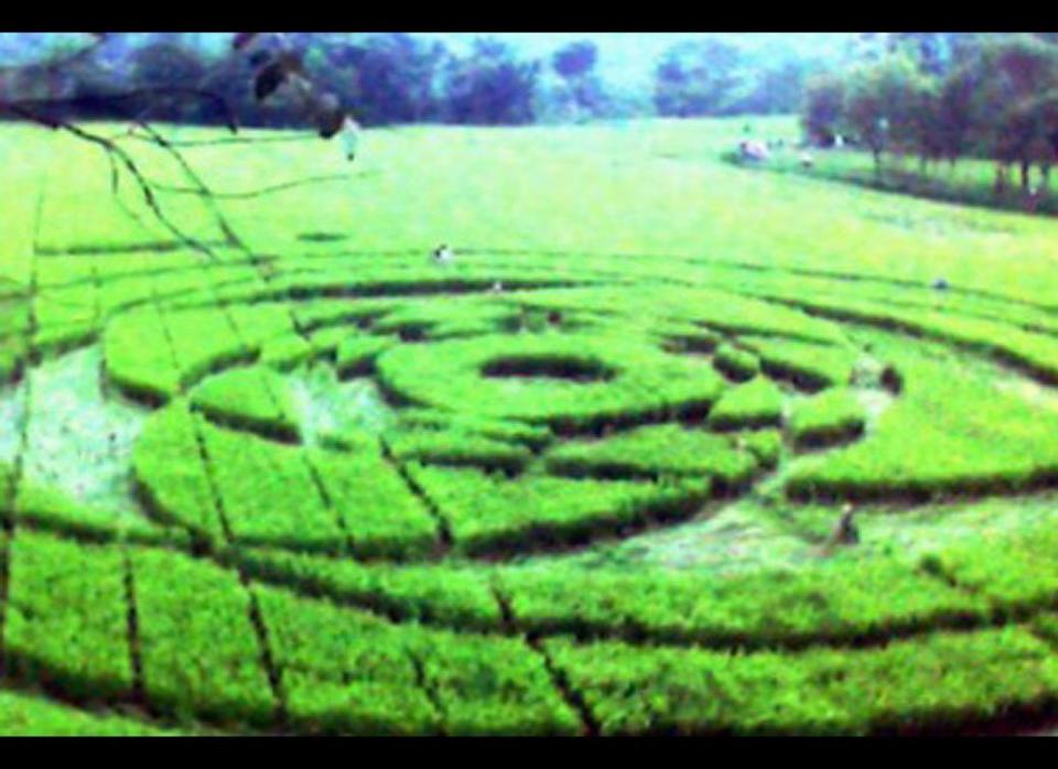 A large circle and geometric pattern local residents say were created by a UFO appeared in a rice field in Krasakan hamlet in Sleman, Yogyakarta, on the morning of Jan. 23, 2011. 