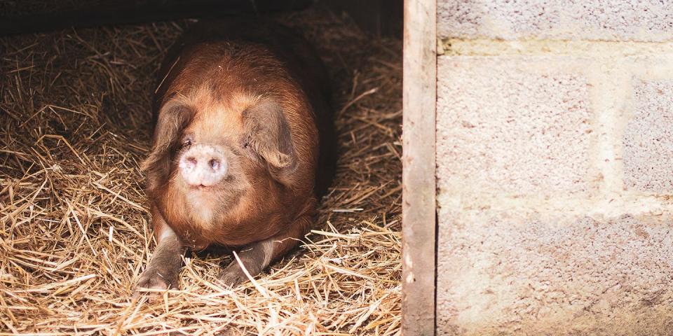 Photo credit: Bath City Farm