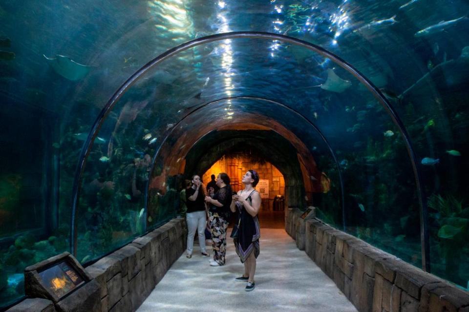 A guest looks up at a tank visitors can walk under in the Great Maya Reef exhibit at the Audubon Aquarium in New Orleans on Tuesday, June 6, 2023.