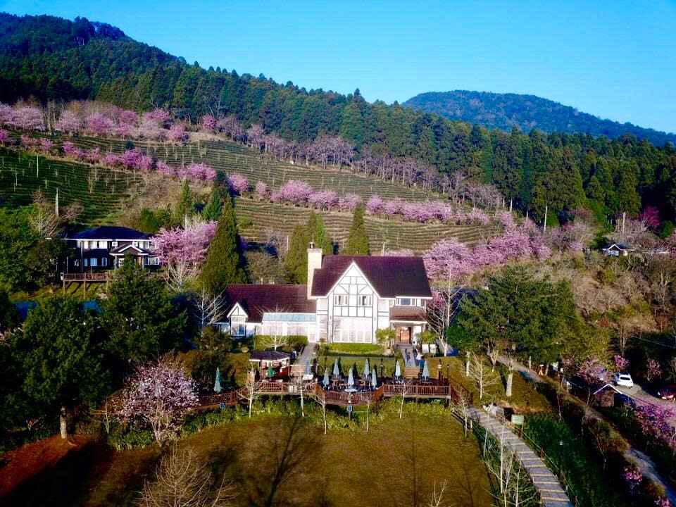 <p>宮崎駿卡通翻版夢幻「粉紅小鎮」就在新竹五峰鄉！|  Cherry blossoms are blooming at the resort in Hsinchu （Courtesy of Facebook @mvresort.tw)</p>
