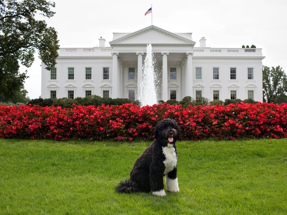 Bo Obama in front of White House