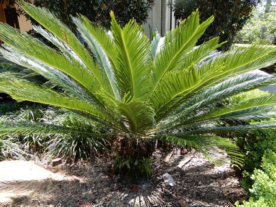 Cycas revoluta (Sago palm).