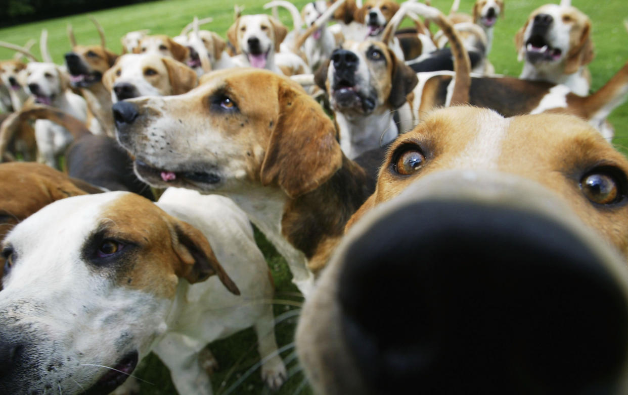 ¿Te has preguntado qué enfermedades puede tener tu perro por condiciones genéticas? (Foto: Getty)