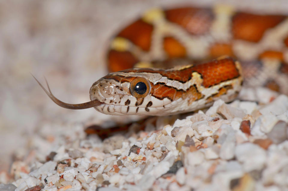 closeup of root beer corn snake