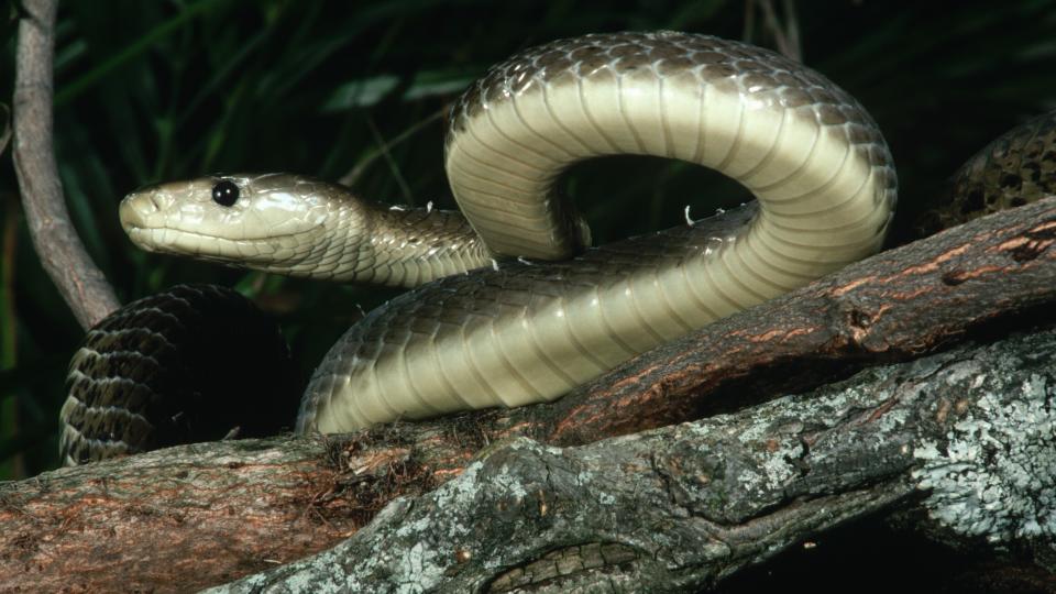 a black mamba on a tree branch showing its tongue photographed from below