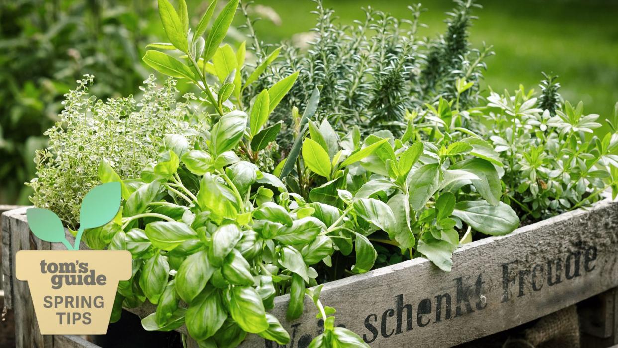  A crate filled with a variety of herbs . 