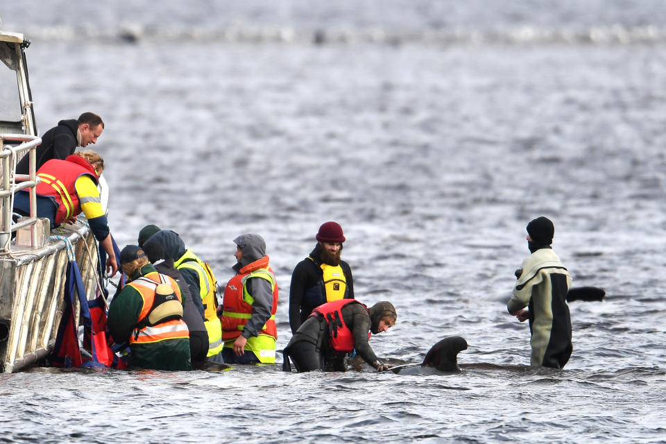 Teams work to rescue hundreds of pilot whales that are stranded on a sand bar in Macquarie Harbour on September 23, 2020 in Strahan, Australia. (Photo by Steve Bell/Getty Images)