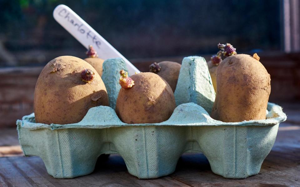 Eggboxes come in handy for chitting potatoes - www.alamy.com