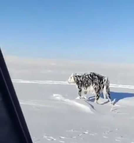 哈薩克民眾開車外出，發現雪地中有一頭被冰凍的牛。（圖／翻攝自Extreme Weather World臉書）