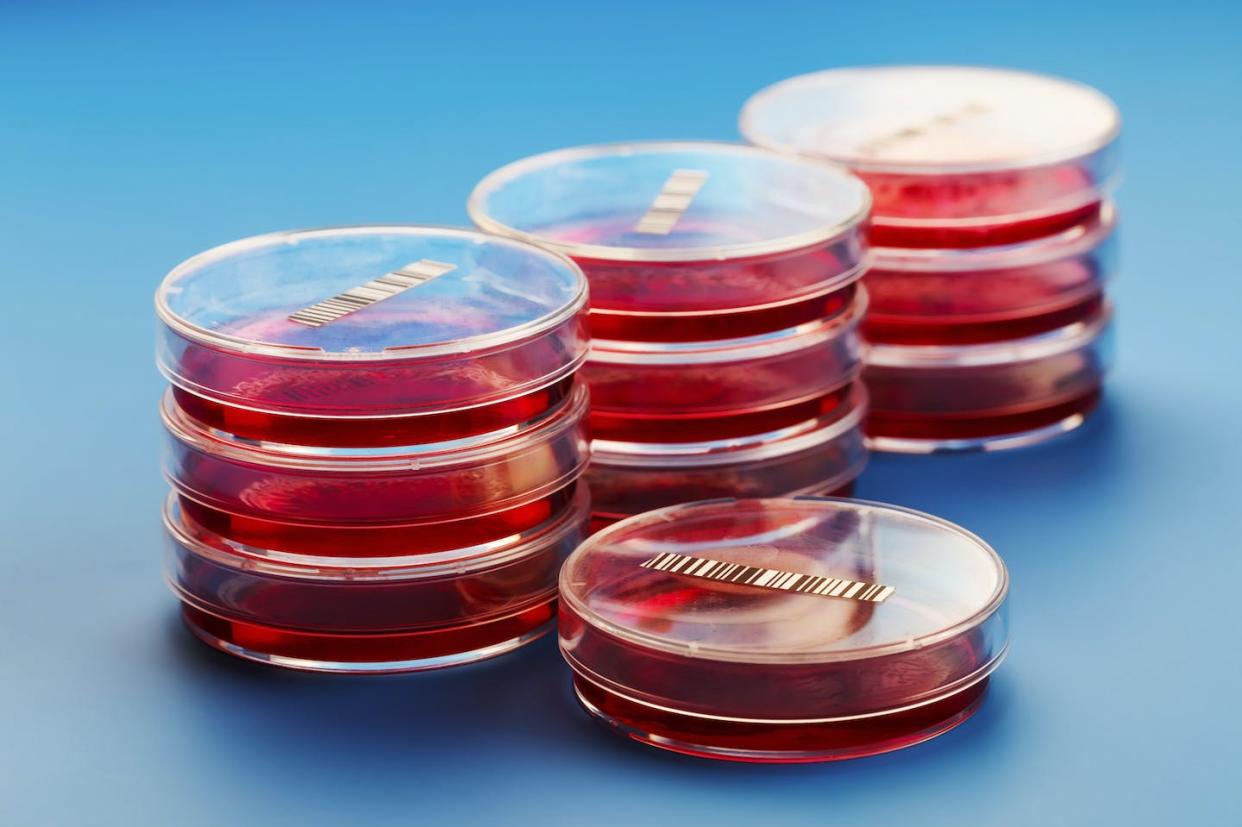 Cell cultures are often grown in petri dishes. <a href="https://www.gettyimages.com/detail/photo/barcoded-petri-dishes-royalty-free-image/478184231" rel="nofollow noopener" target="_blank" data-ylk="slk:Wladimir Bulgar/Science Photo Library via Getty Images;elm:context_link;itc:0;sec:content-canvas" class="link ">Wladimir Bulgar/Science Photo Library via Getty Images</a>