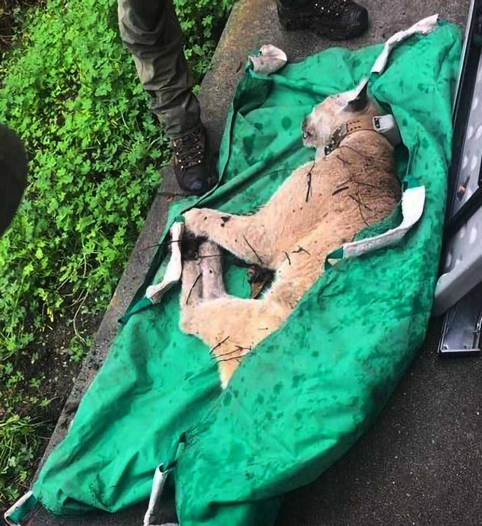 This photo provided by the California Department of Fish and Wildlife shows P-22 transported to a wild animal care facility for a full health evaluation on Monday, Dec. 12, 2022 in the Hollywood Hills. P-22, the celebrated mountain lion that took up residence in the middle of Los Angeles and became a symbol of urban pressures on wildlife, was euthanized after dangerous changes in his behavior led to examinations that revealed poor health and an injury likely caused by a car.  / Credit: The California Department of Fish and Wildlife, via AP