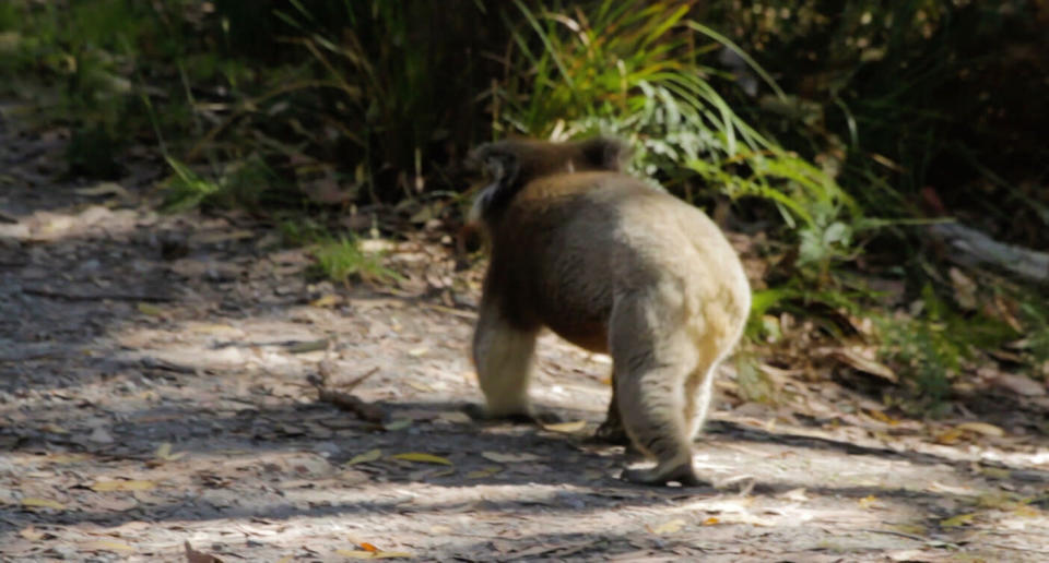 El koala, uno de los iconos de Australia, está potencialmente extinto según la Australian Koala Foundation. (Crédito: Getty)