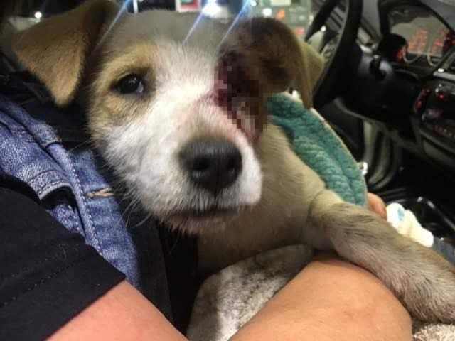 幼犬被發現時，左臉血跡斑斑。圖／翻攝自 Pet Matchmaker Rescue CA 臉書