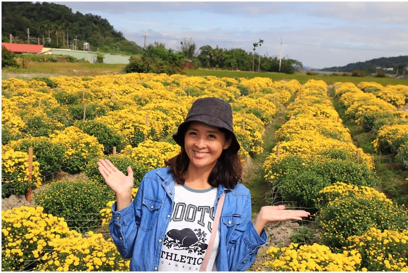 苗栗銅鑼賞杭菊