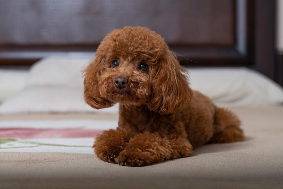 A Miniature Poodle pup.