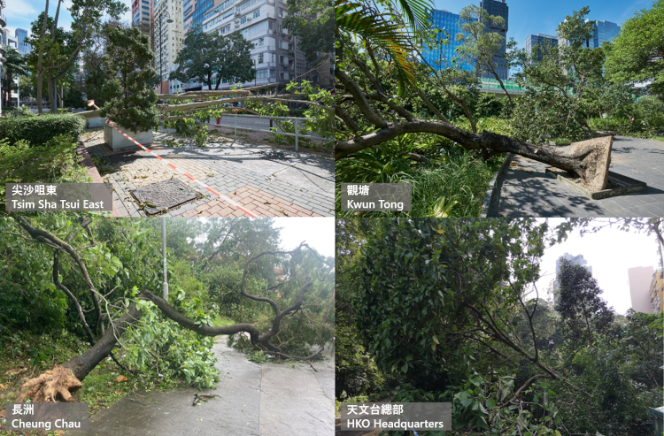 蘇拉襲港期間，本港多處有樹木倒塌 (相片來源：天文台 / 李子祥博士及 Dr. Martin Williams (左下相片))