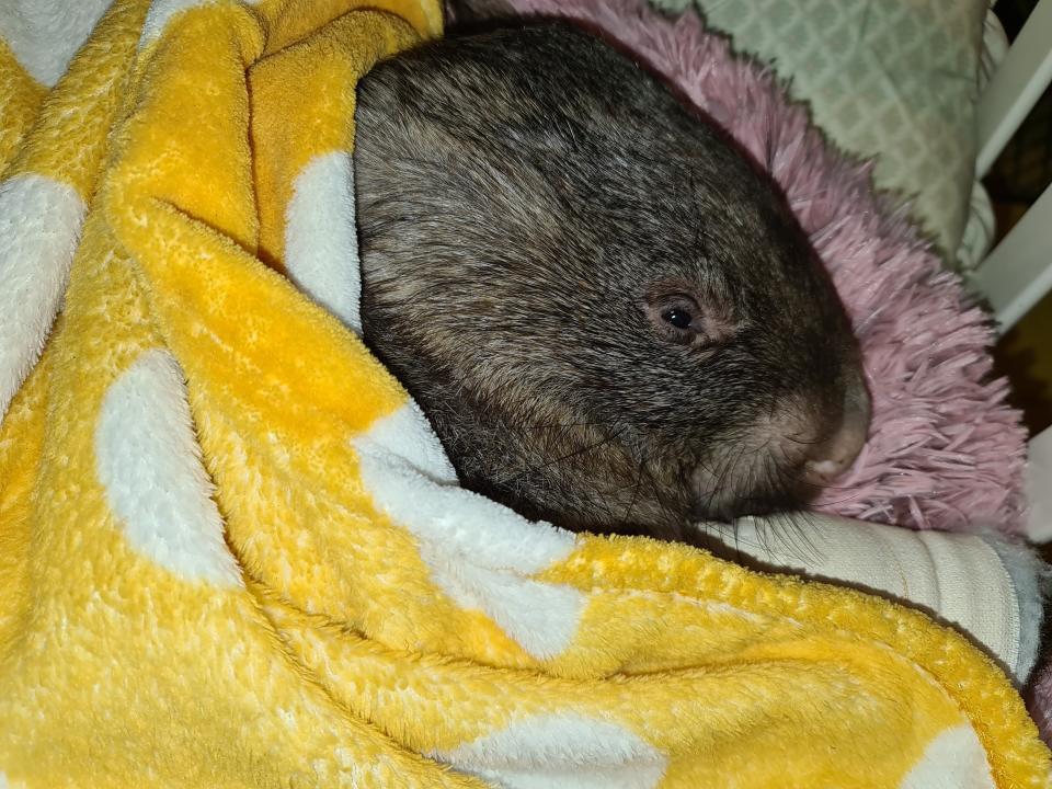 Harold is seen curled up in a yellow blanket.