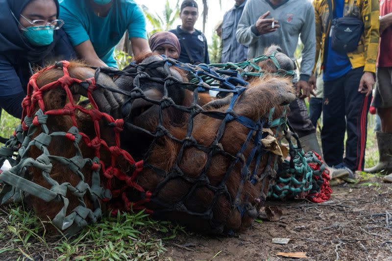 Indonesia releasing a male Borneo orangutan into conservation forest. of Tanagupa, part of Gunung Palung National Park, in North Kayong regency