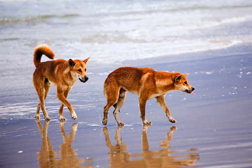 A pair of dingoes on Fraser Island. Source: Getty, file.