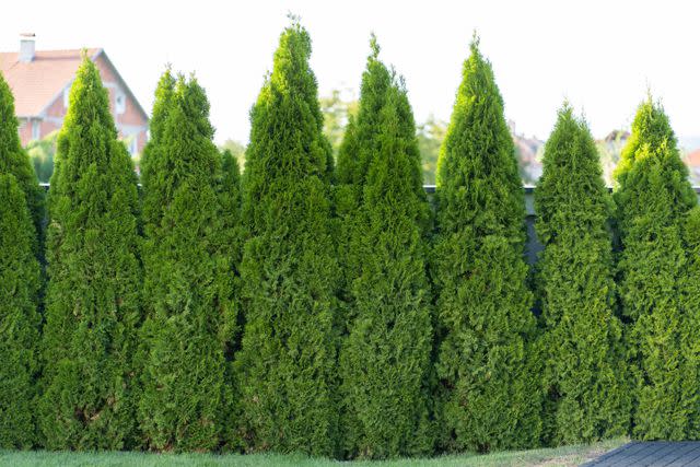 These Fast Growing Trees Will Afford You More Privacy at Home