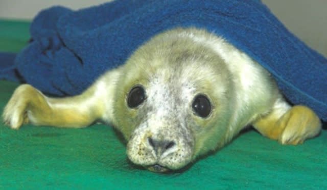 orphaned seal pup in Scotland