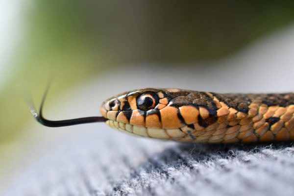 Culebra listonada de montaña, especie Thamnophis sp. (Foto: Cortesía Víctor Ávila Akerberg)