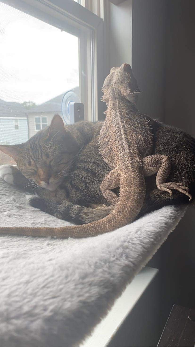 Lenny, who was stolen from his owner, Lauren Dozier, during an armed carjacking in Augusta, cuddles with a cat.