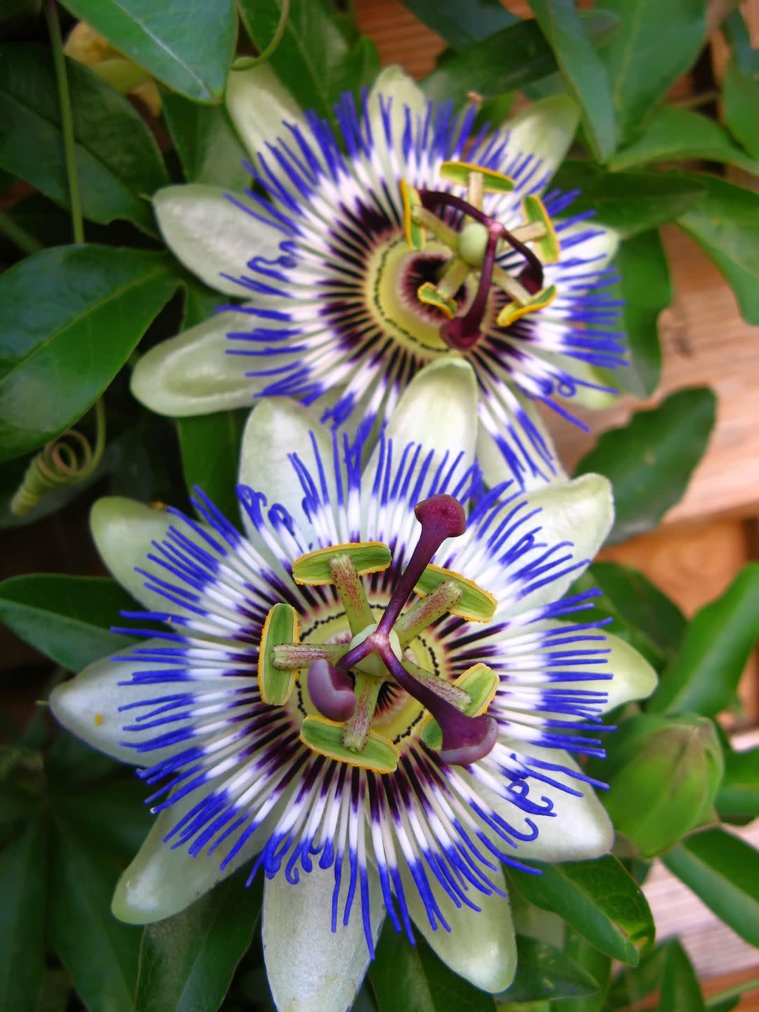 passion flowers