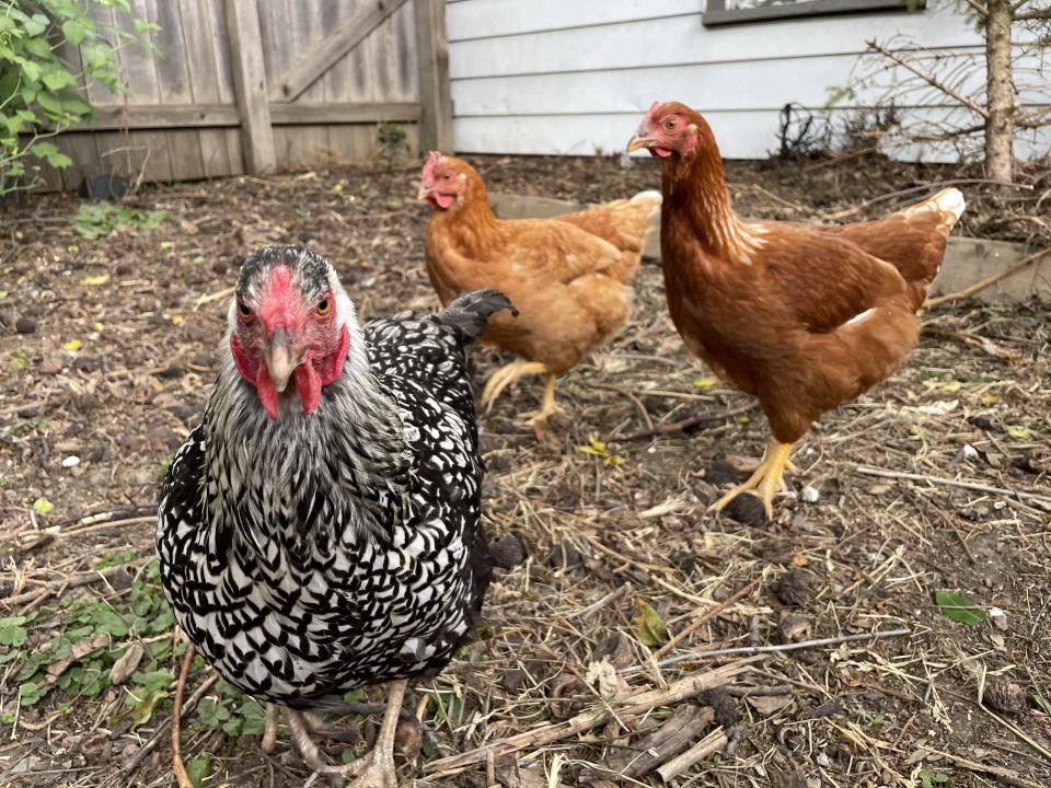 In Milwaukee, residents can keep up to four hens, which can be bought from a local breeder or farmer, in their backyard.