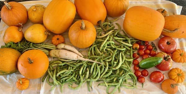 Some of the vegetables harvested this summer at the Portsmouth School District's AgInnovation Farm on Jepson Lane.