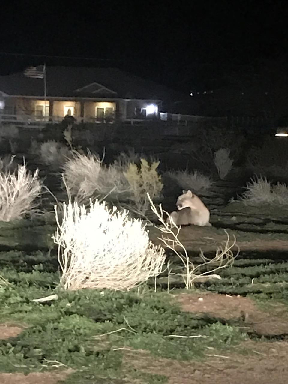 Tishia Morrison spotted a large mountain lion in Apple Valley in February 2019.