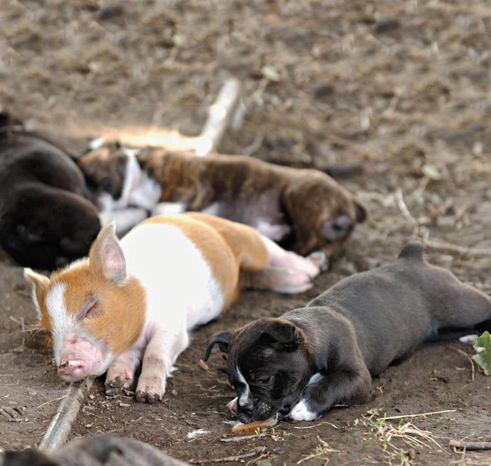 Snoozing piglet Wiggles alongside his puppy brothers and sisters. (Photo by Richard Gwin/Lawrence Journal World/National Geographic)