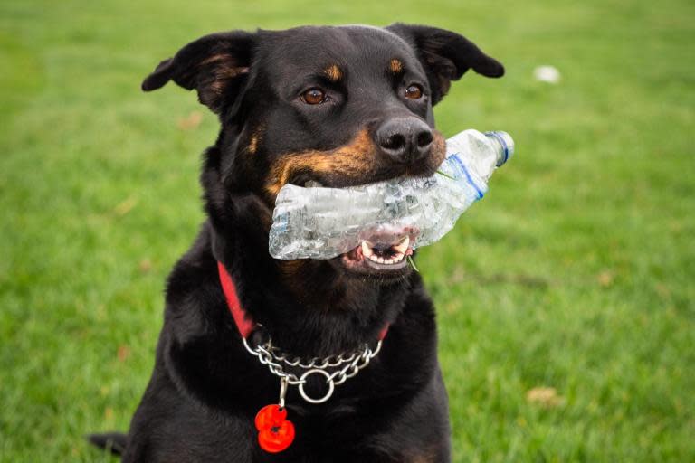 Maggie, the cute litter picking dog with her own hashtag takes action on plastic