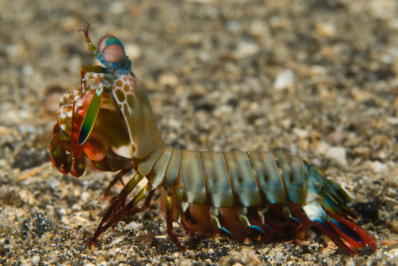 Peacock mantis shrimp (Odontodactylus scyllarus), also known as the Harlequin mantis shrimp or painted mantis shrim. New Britain, Papua New Guinea. Copyright:              © Jurgen Freund / WWF-Canon