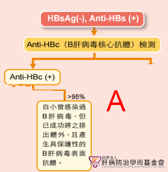 具有保護性的B肝表面抗體Anti-HBs。