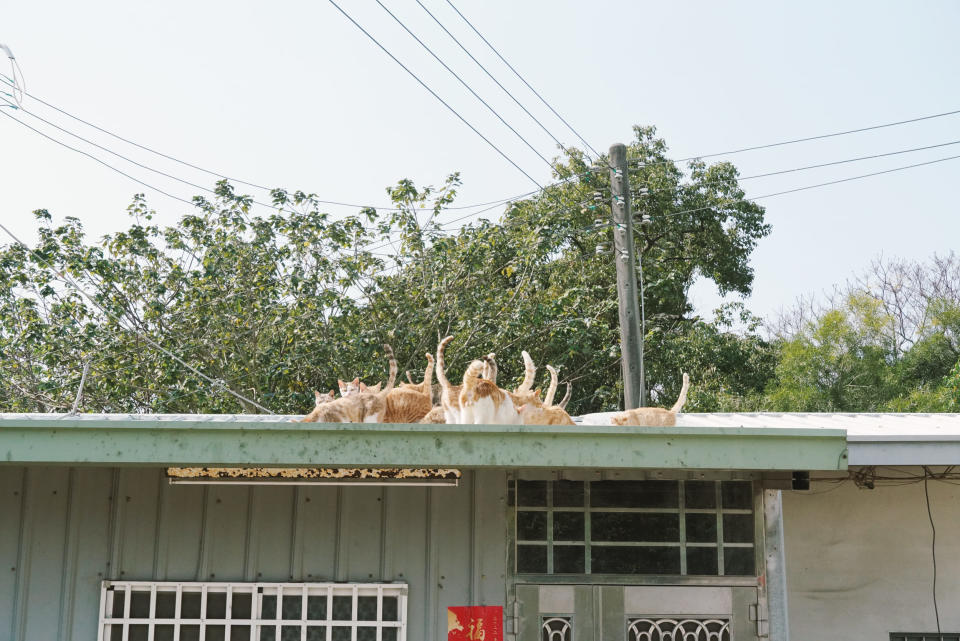 見到此景的夥伴忍不住戲稱：「好像一群鯉魚搶食！」