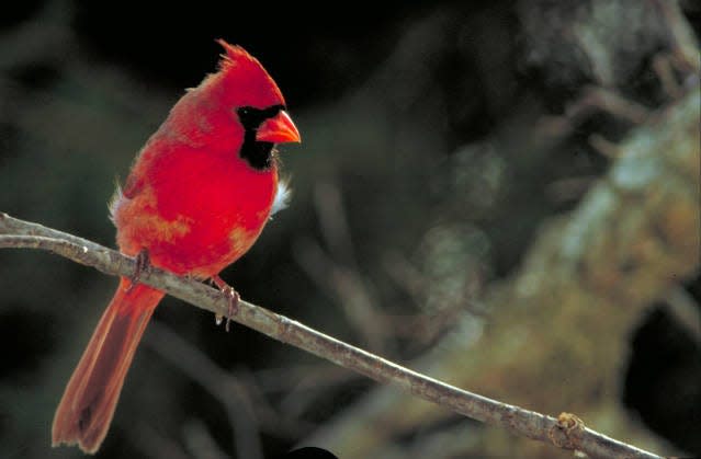 Northern cardinal