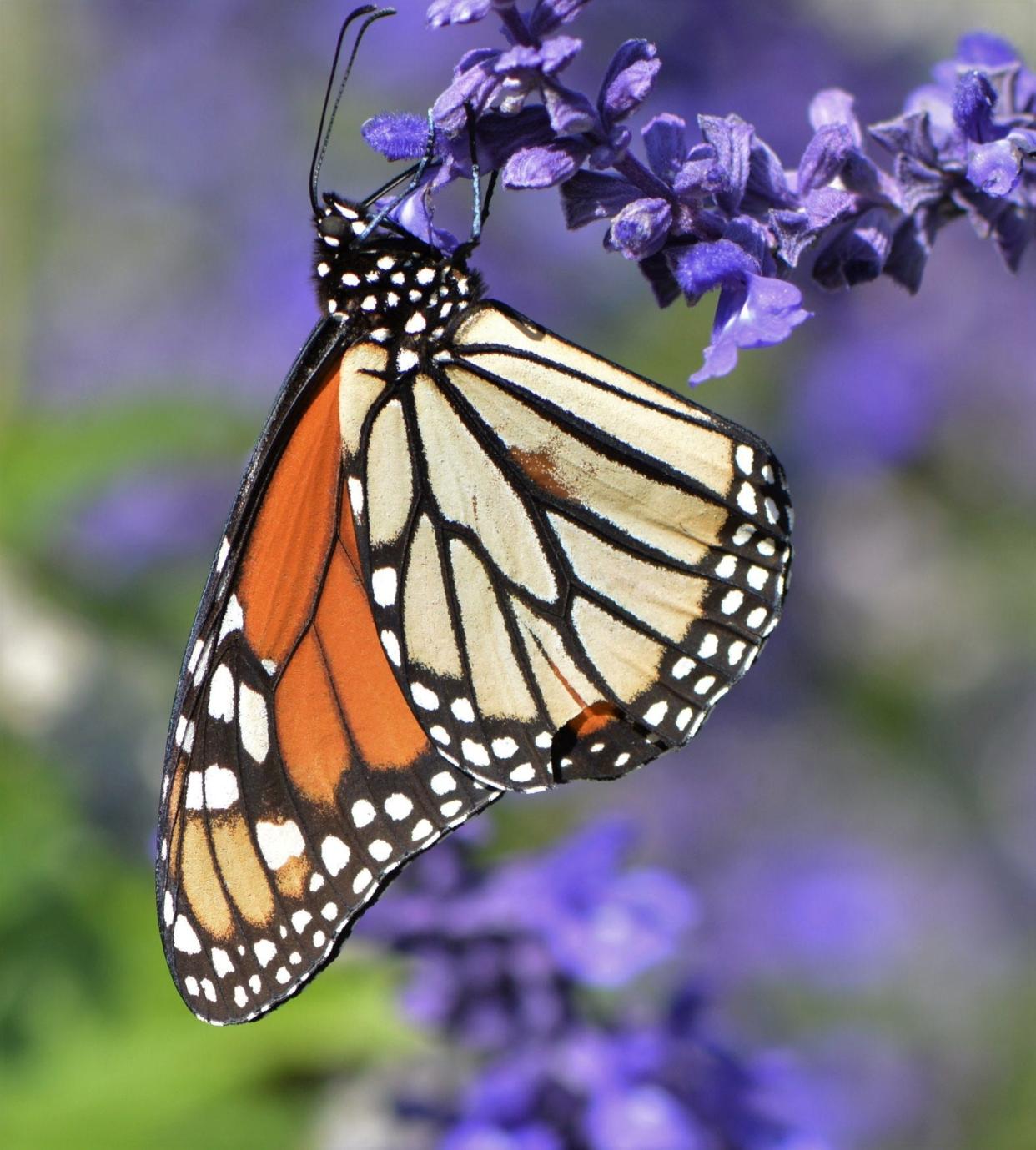 The eastern monarch butterfly population dropped by more than half, according to a new report.