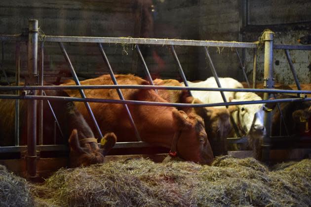 Cows eating on the Efstidalur dairy farm<br> (Virginia Gewin)