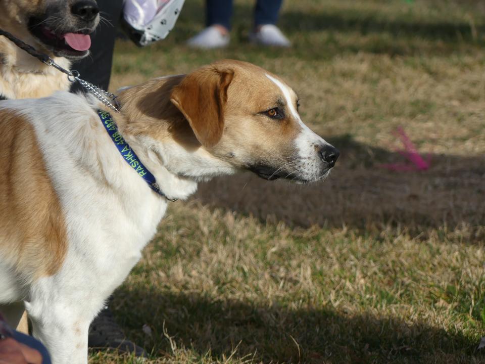 The Apple Valley-based Animal Care Hospital is sounding the alarm about a possible deadly disease from fish that is affecting dogs in Southern California and the High Desert.