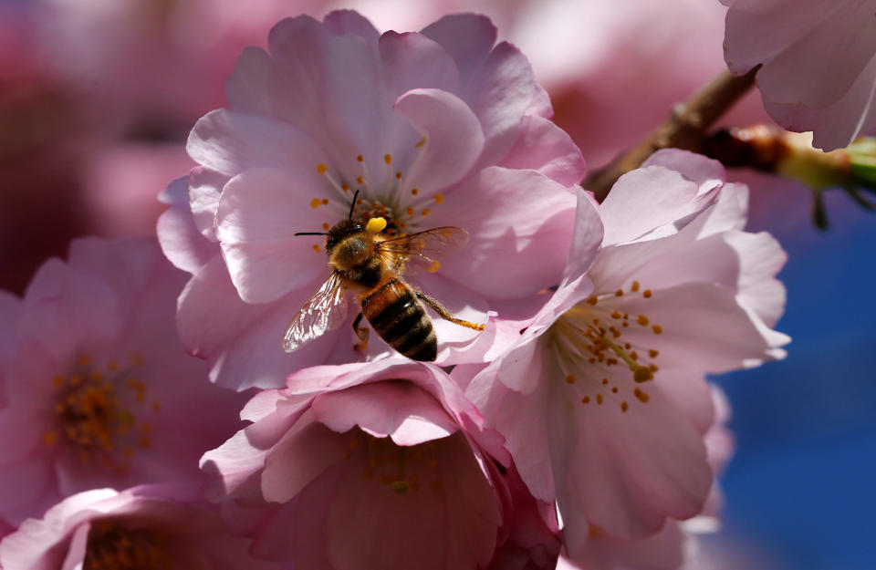 A bee in cherry blossoms in Lausanne