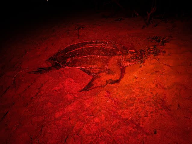 <p>Loggerhead Marinelife Center</p>